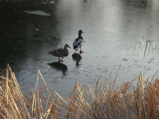 Enten auf dem zugefrorenen Poppelsdorfer Weiher