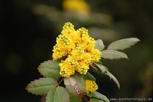 Gelbe Blüten