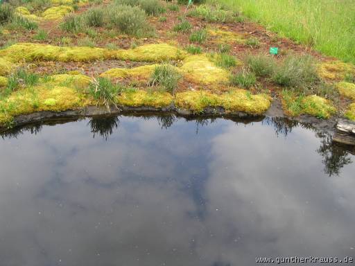 Hochmoorvegetation